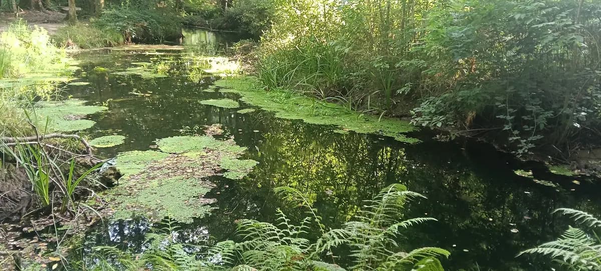 Un ruscello nel bosco